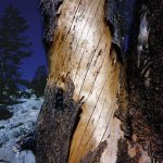 Yosemite tree  small