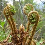 Bracken