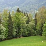 Charousse sheep
