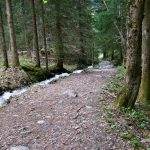 Forest path