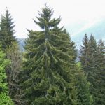 Les Houches trees