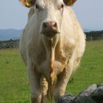 Cow front