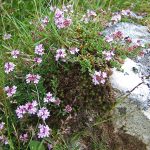 Flowers on rock