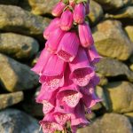 Foxgloves