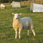 Welsh lamb