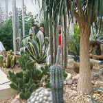 ShefBotanicalCacti