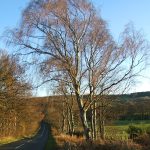 Winter road2
