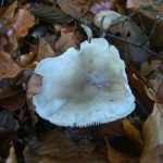 fungus in litter