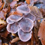 fungus in litter2