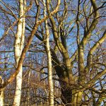 winter trees