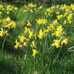 Daffodills