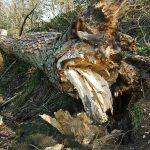 Fallen tree
