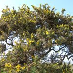Gorse