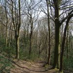 Great High Wood