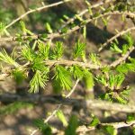 Spring buds