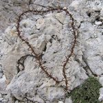BarbedWire