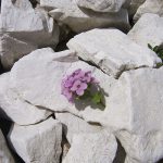 Flowers on rocks Flowers on rocks