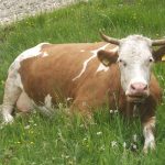 NatureCow NatureCow