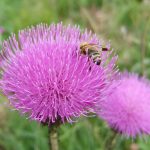 NatureThistle NatureThistle