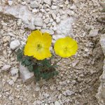 NatureYellowFlowers NatureYellowFlowers