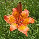 Orange lily