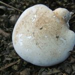 BirchPolyphore