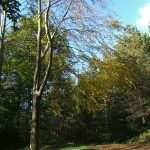 Chopwell