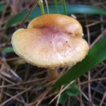 Fungus1