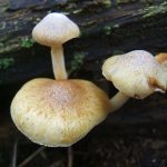 Fungus2