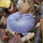 Fungus3