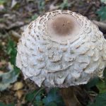 ShaggyParasol