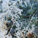 Frost Frost