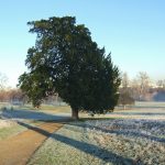 HydeParkTree