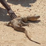 NambiaRockMonitor
