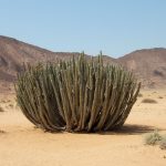 NamibiaPlant