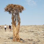 NamibiaQuiverTree
