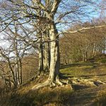 Raintonwood beechgrove