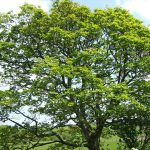 AllensfordTree