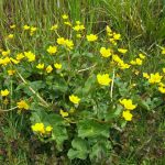 MarshMarigold