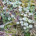 RidingMill Lichen