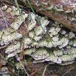 RidingMill Polyporebranch