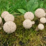 RidingMill Puffballs