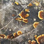 RidingMill ZonedPolypore