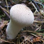 Chopwell Puffball