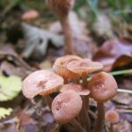 Chopwell Unident2