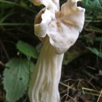 Chopwell WhiteSaddle