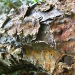 HighWood bark