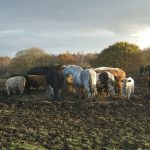 BrassideAnimalsFeeding 1