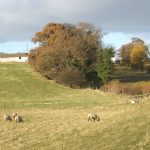 FranklandLaneSheep 1