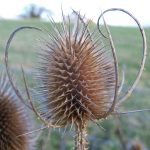 Thistle 1
